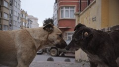 ストレイ　犬が見た世界(字幕)