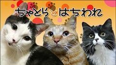 ちゃとらとはちわれ