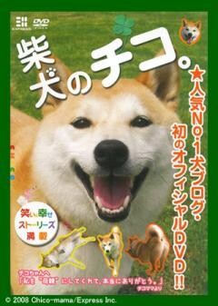 柴犬のチコ